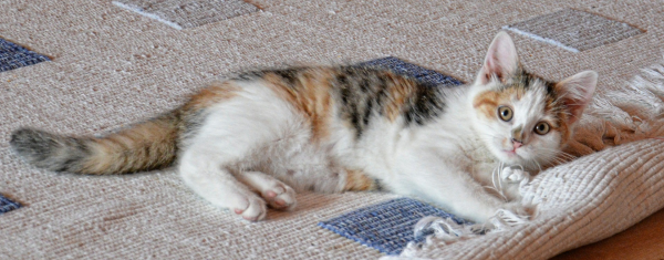 Adorable Cat Lounging on Carpet