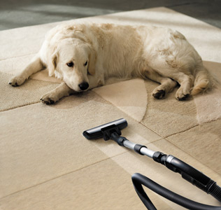 carpet cleaner for pet stain removal