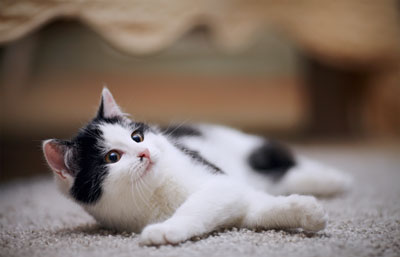Remove cat urine from carpet in Wisconsin